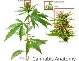 #10 para Graphic Design: Draw a Marijuana crop that gets pollinated and goes to seed de shohanjaman26