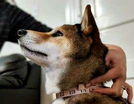 #5 for Take a professional photo measuring dog&#039;s neck af yusufsmart11152