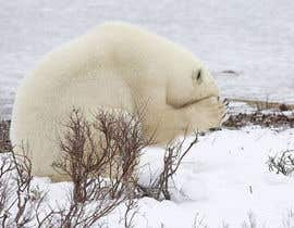 #130 for Modify images of polar bears by MDBAPPI562