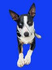#9 for make my dog image background transparent so I can print them on t-shirts, socks, shorts, etc. by ScrollR