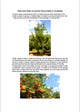 Anteprima proposta in concorso #2 per                                                     Do some Research on a list of Gardening and Tree Pruning topics for Australian conditions
                                                