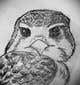 
                                                                                                                                    Ảnh thumbnail bài tham dự cuộc thi #                                                41
                                             cho                                                 sketch of a falcon
                                            