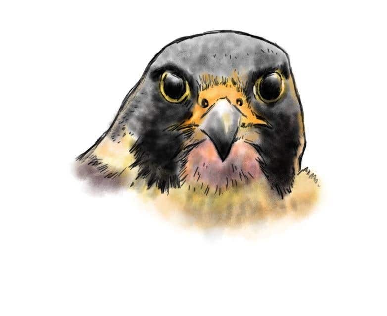 
                                                                                                                        Bài tham dự cuộc thi #                                            33
                                         cho                                             sketch of a falcon
                                        