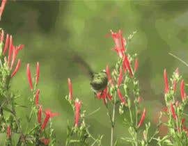 Nro 12 kilpailuun Blooming Flower Flying Hummingbird käyttäjältä julfikerchy1111