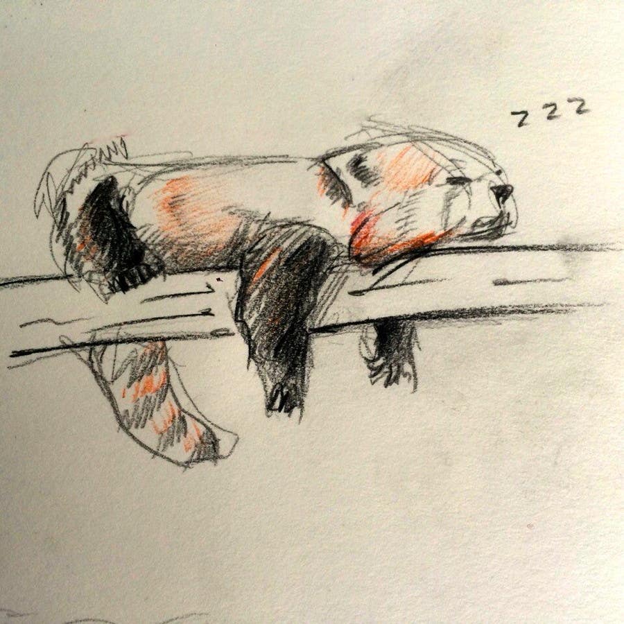 Zgłoszenie konkursowe o numerze #6 do konkursu o nazwie                                                 Draw 3 rough sketches/outlines (can be a picture of pencil on paper) of a Red Panda in fun poses
                                            