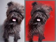 Photography Inscrição do Concurso Nº22 para Affenpinscher dog converted to Pop Art