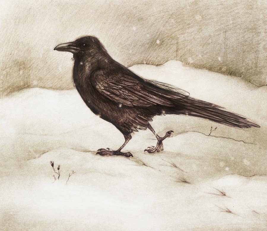 Konkurrenceindlæg #49 for                                                 Illustration of Raven in Snow
                                            