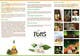 Kilpailutyön #7 pienoiskuva kilpailussa                                                     Design a Brochure for Essential Oil/Aromatherapy
                                                