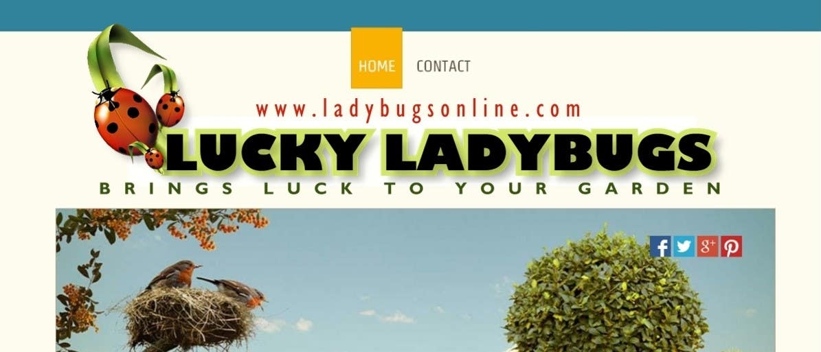 Bài tham dự cuộc thi #45 cho                                                 Design a Logo for Ladybug Company
                                            