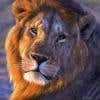 Gambar Profil lioncoder