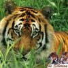 Tiger7863's Profile Picture
