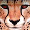 Foto de perfil de cheetah2003