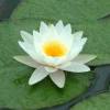 lotus0909's Profile Picture