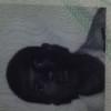 Evansmeleji's Profile Picture